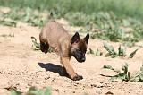 MALINOIS 916